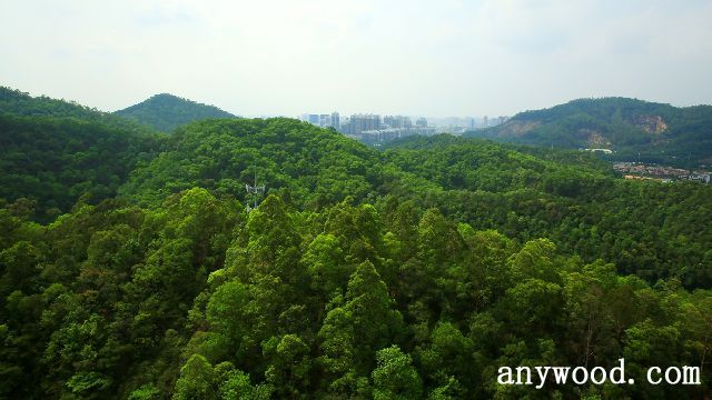 批木网 anywood.com