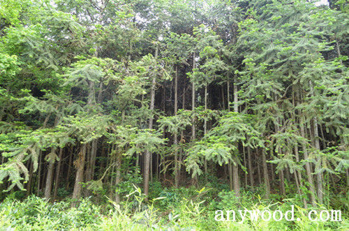 批木网 anywood.com