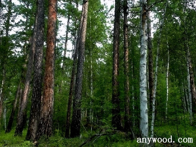 批木网 anywood.com