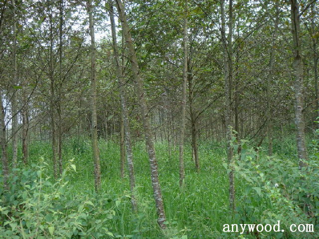 批木网 anywood.com