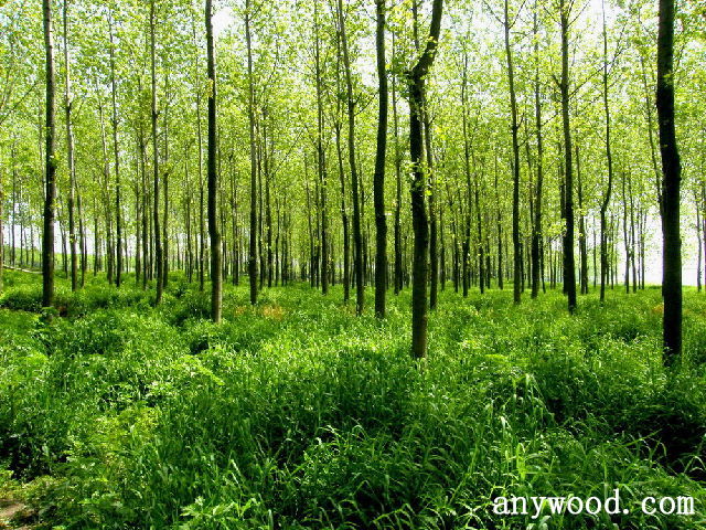 批木网 anywood.com