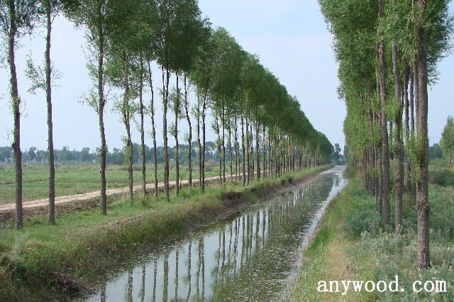 批木网 anywood.com
