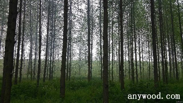 批木网 anywood.com