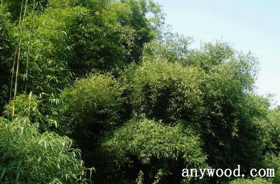 批木网 anywood.com