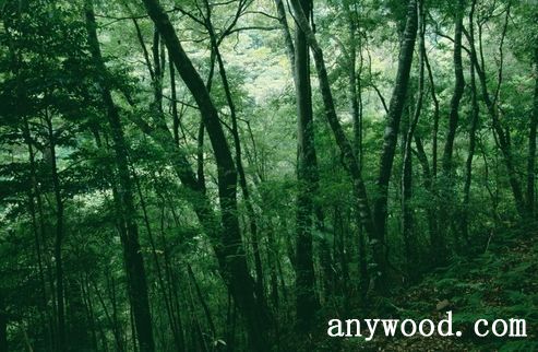批木网 anywood.com