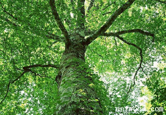批木网 anywood.com