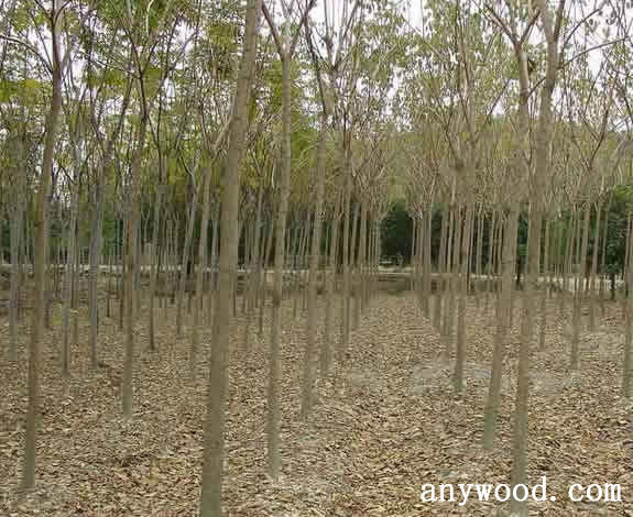 批木网 anywood.com