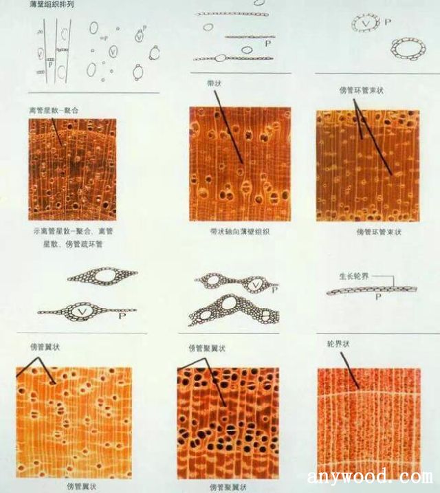 批木网 anywood.com
