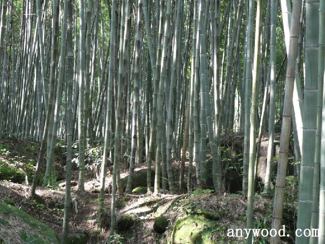 批木网 anywood.com