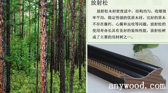 放射松