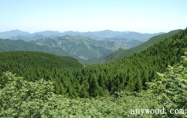 批木网 anywood.com