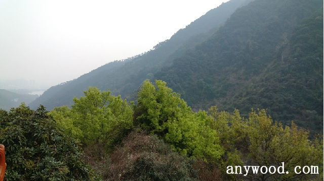 批木网 anywood.com