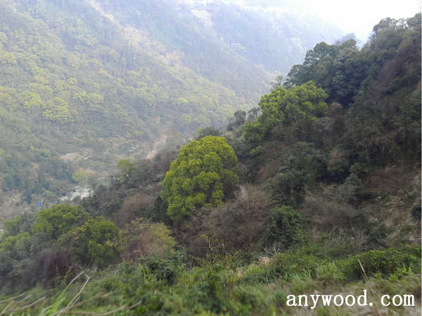 批木网 anywood.com