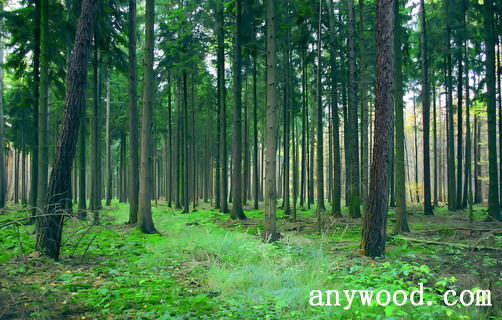 批木网 anywood.com