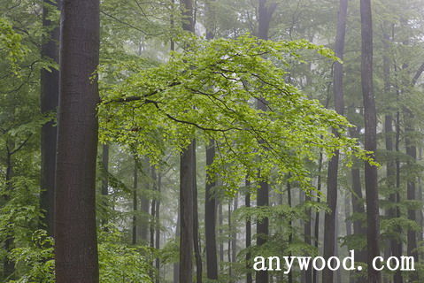 批木网 anywood.com