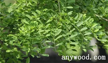 批木网 anywood.com