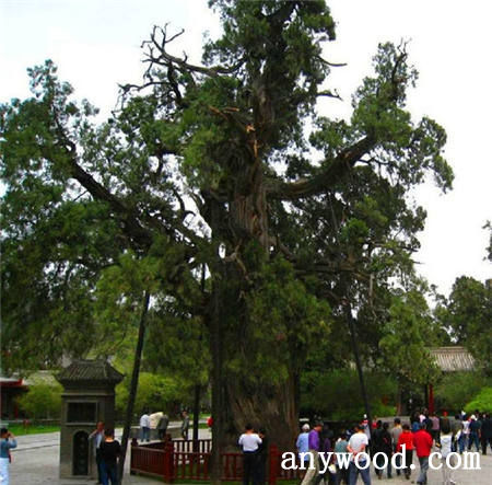批木网 anywood.com