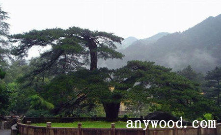 批木网 anywood.com