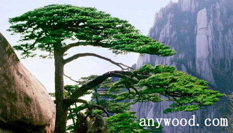 批木网 anywood.com