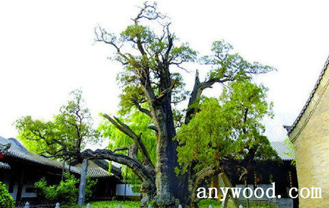 批木网 anywood.com
