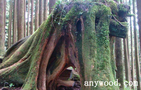 批木网 anywood.com