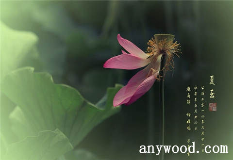 批木网 anywood.com