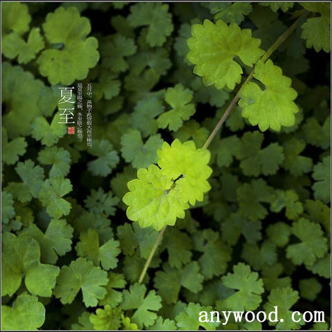 批木网 anywood.com