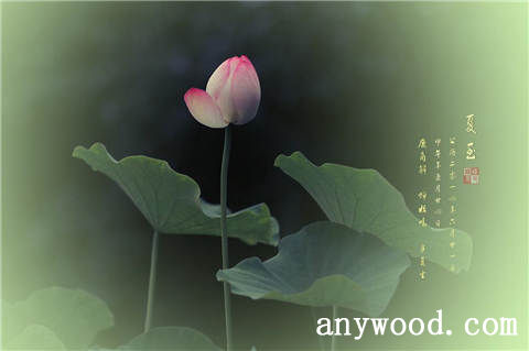 批木网 anywood.com