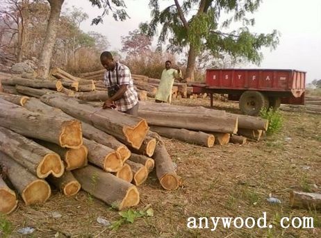 批木网 anywood.com