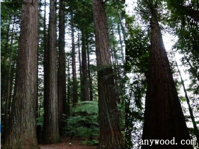 批木网 anywood.com