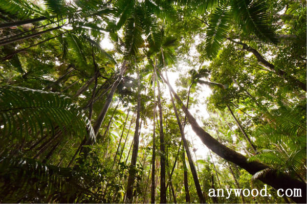 批木网 anywood.com