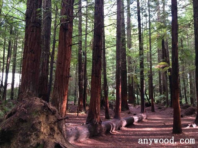 批木网 anywood.com