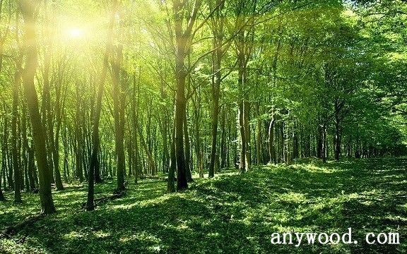 批木网 anywood.com