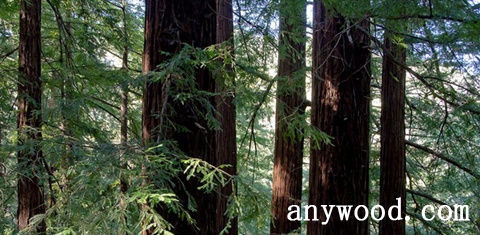 批木网 anywood.com