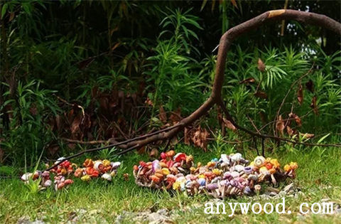 批木网 anywood.com