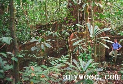 批木网 anywood.com