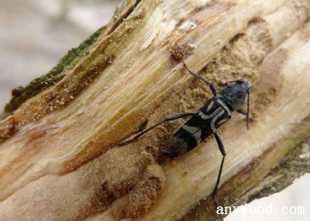 批木网 anywood.com