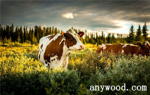 批木网 anywood.com