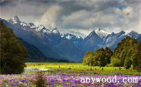 批木网 anywood.com
