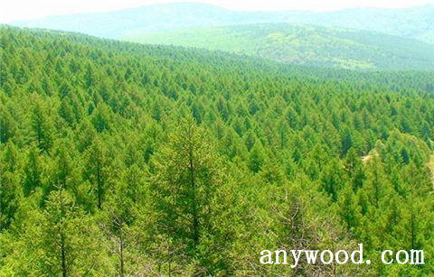 批木网 anywood.com
