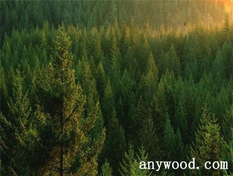 批木网 anywood.com