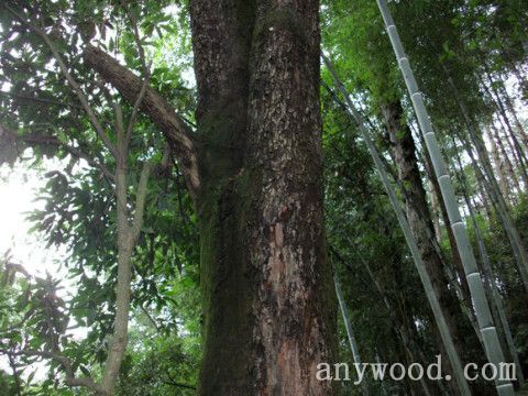 批木网 anywood.com