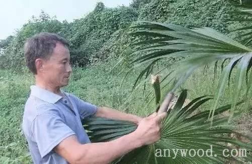 批木网 anywood.com