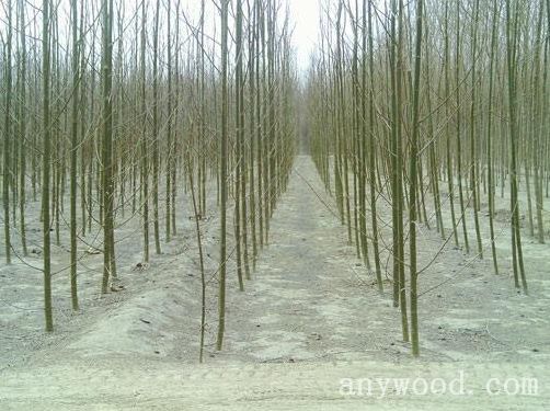 批木网 anywood.com