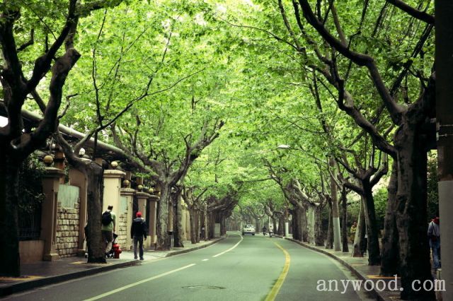 批木网anywood.com