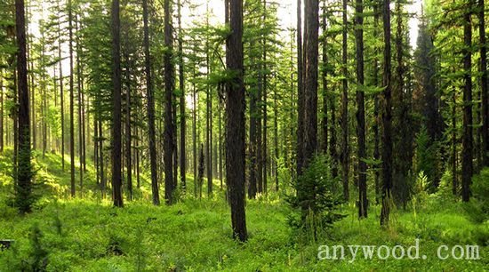 批木网 anywood.com