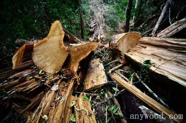 批木网 anywood.com