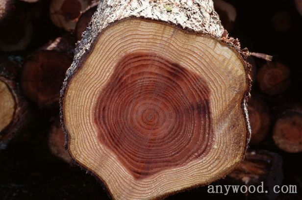 批木网 anywood.com