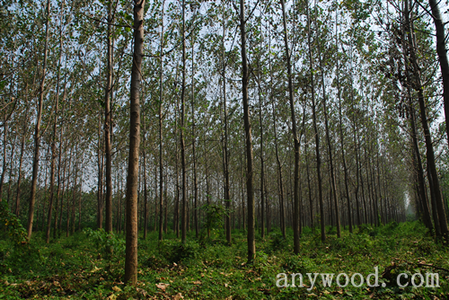 批木网 anywood.com