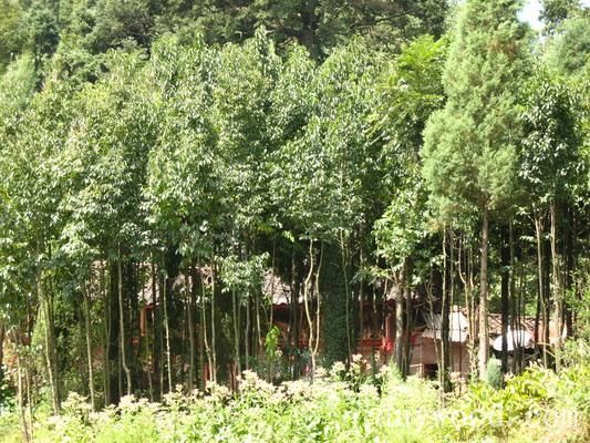 批木网 anywood.com